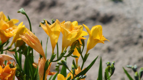 Власти Воронежа направят более 9 млн рублей на оформление цветочных клумб