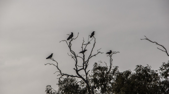 В Воронеже мужчина стрелял из пневматического ружья по воронам возле детского сада