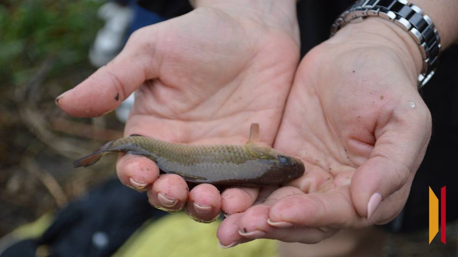 В Воронежской области выпустили в Дон около 240 тыс мальков сазана