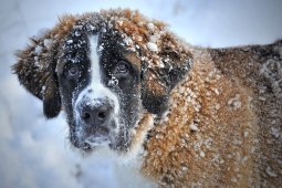 Воронежцы сообщили об отравителях собак в популярном парке