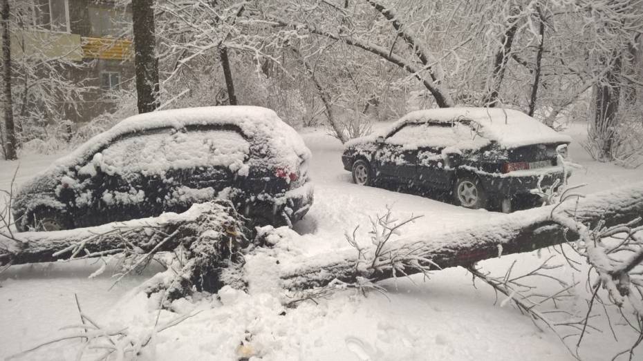 В Воронеже сильный снегопад повалил 59 деревьев