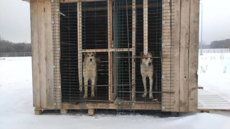 В Воронеже опровергли сообщение о жестоком убийстве собак на улице Крынина