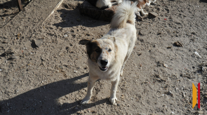 В Воронеже стая собак сбила с ног и искусала девушку