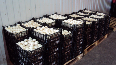 В Воронеже изъяли из продажи 11 т неизвестных грибов