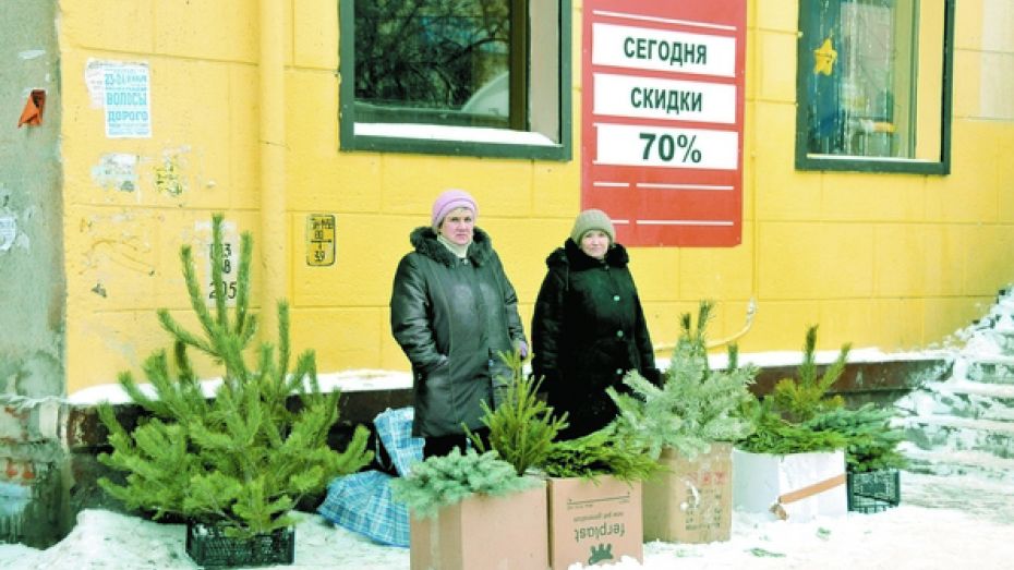 На елочных базарах Воронежа продают «левые» деревья