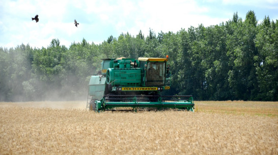 Верхнемамонские аграрии завершили уборку ранних зерновых