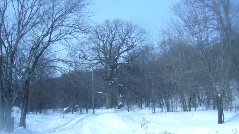 Липу и дуб, растущие на правом берегу Воронежского водохранилища, признали памятниками природы 
