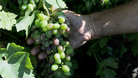 В верхнемамонском селе Лозовое проведут фестиваль винограда