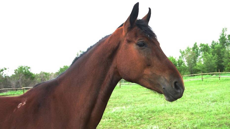 Житель Нижнедевицкого района погрузил в «Газель» чужую лошадь