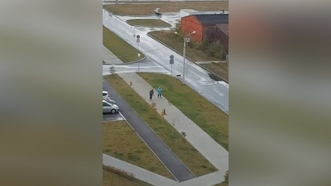 В Воронеже стая собак окружила любительниц скандинавской ходьбы: видео