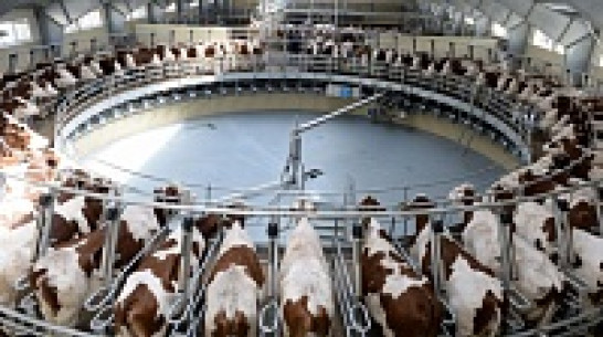 Молочный союз России назвал Воронежскую область примером для страны