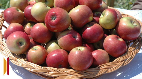 Страхование, гранты и субсидии: как правительство Воронежской области поддерживает садоводов