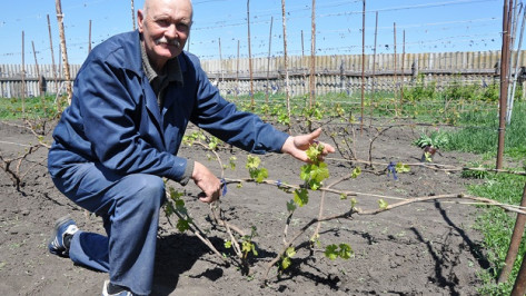 Бывший дояр из Павловского района выращивает сортовой виноград 
