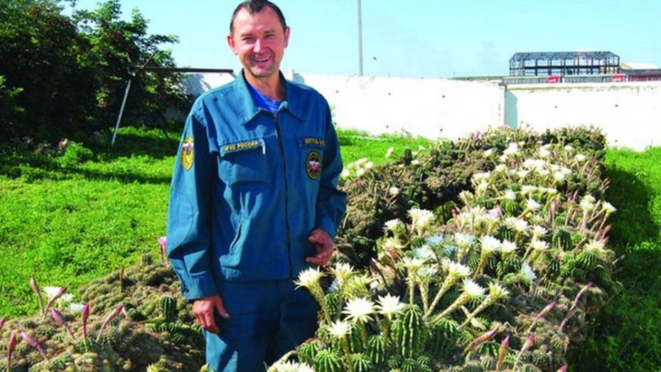 У россошанского пожарного одновременно зацвели больше 200 кактусов