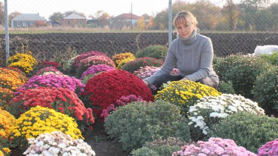 Жительница Хохольского района выращивает на своем огороде около 400 сортов хризантем