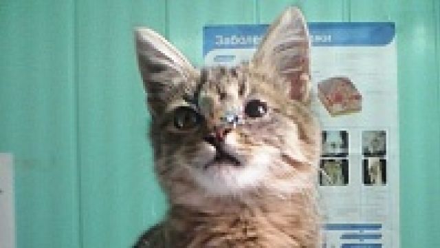 Воронежская полиция найдет мучителей котенка с улицы Лизюкова