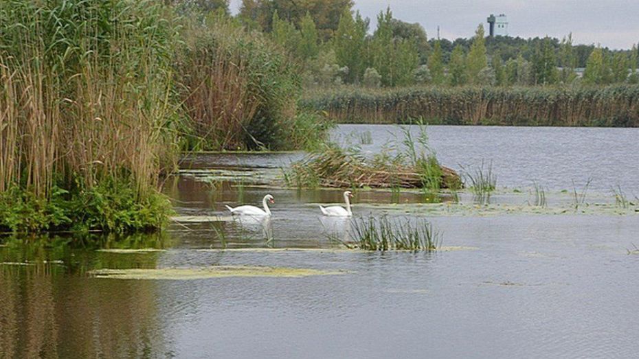 В Острогожск впервые прилетели дикие лебеди