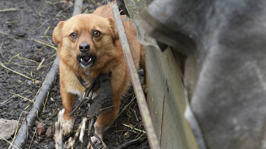 Собака подралась с лисой и умерла от бешенства в Воронежской области: в селе Дерезовка объявили карантин