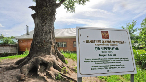 Воронежцы превратят деревья в «Памятники живой природы» 