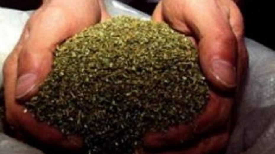 В Воронежской области работник фермы хранил дома 116 граммов марихуаны 