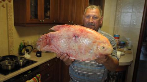 Рыболов поймал в реке Воронеж гигантского гурами из Юго-Восточной Азии