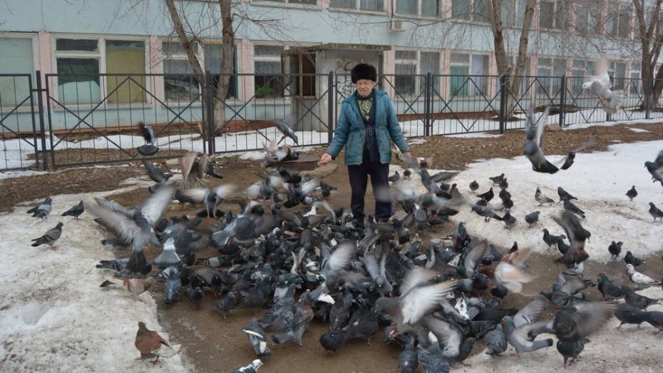 Россошанец Евгений Рубец приручил сотню диких голубей