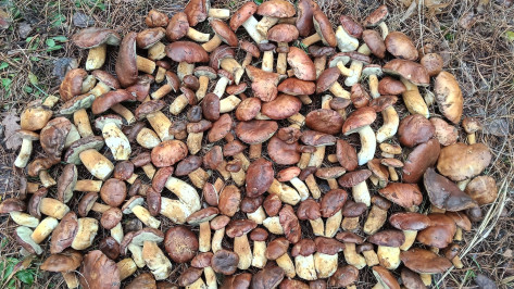 Воронежцы собирают урожай грибов в декабре