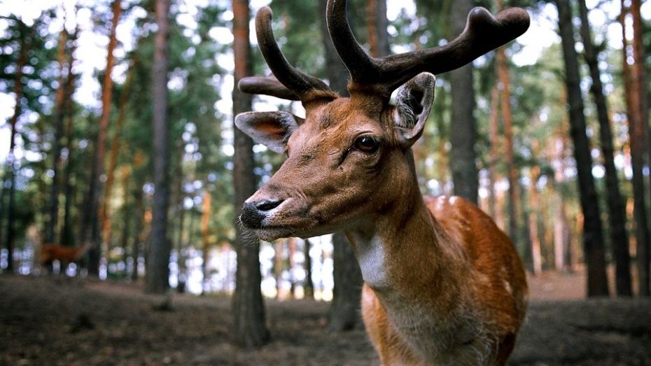 Фотоловушка Воронежского заповедника запечатлела парнокопытных из семейства оленей