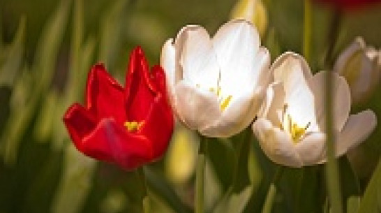 Праздничные выходные в Воронежской области будут теплыми