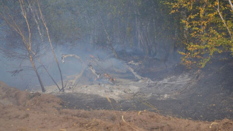 Инженер из «Воронежэнерго» ответит в суде за лесной пожар с ущербом на 3,3 млн рублей