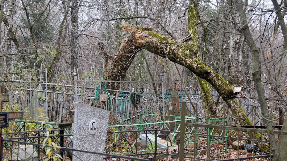 Упавшее дерево повредило ограды на Коминтерновском кладбище в Воронеже