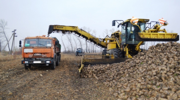 В Воронежской области аграрии собрали первый миллион тонн сахарной свеклы