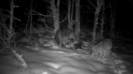 В Хоперском заповеднике Воронежской области появились азиатские шакалы: видео