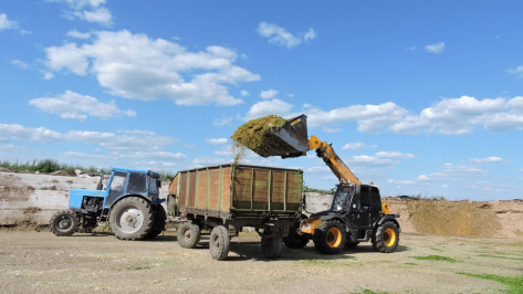 Кантемировские аграрии начали заготовку кормов для КРС