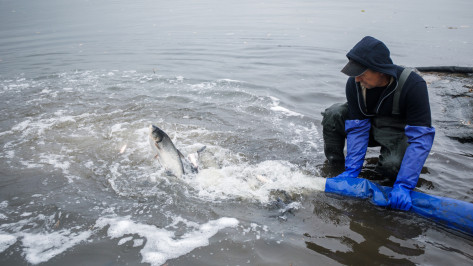 Нововоронежская АЭС выпустила в пруд-охладитель 6 тонн молоди толстолобика