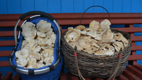 Нижедевидцы собрали в мае рекордный за 30 лет урожай грибов
