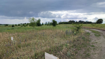 Россошанские активисты высадят 100 именных деревьев в честь земляков-фронтовиков