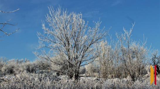 Воронежцев ожидают морозные и солнечные выходные