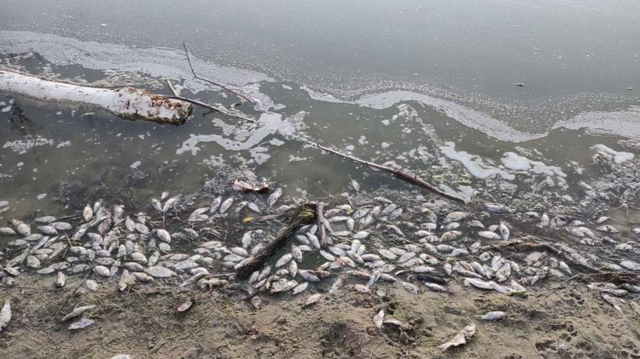 В Воронеже массово погибла рыба в пруду микрорайона Никольское
