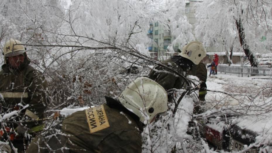 Экстренные службы получили 21 заявку об упавших в Воронеже деревьях 