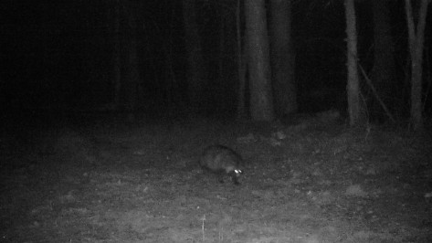 Воронежский заповедник показал кадры редкой енотовидной собаки