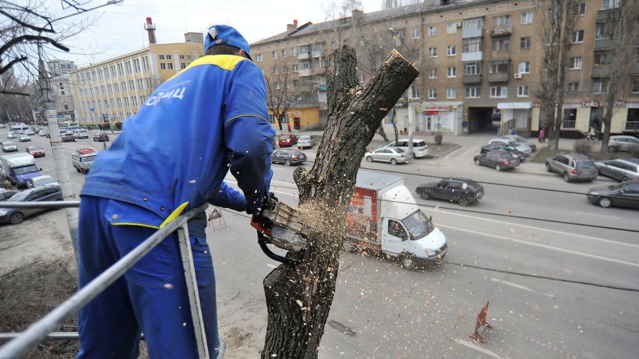 Улицы в двух районах Воронежа перекроют, чтобы опилить деревья