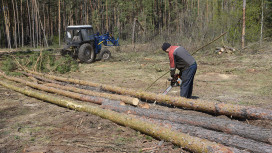 В Воронежской области значительно выросли зарплаты в сфере лесной промышленности