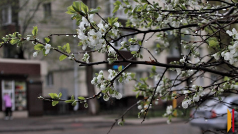 Синоптики рассказали о погоде в апреле в Воронежской области