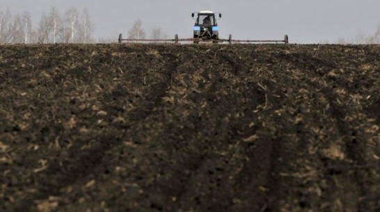 Кантемировские аграрии планируют увеличить посевные площади сахарной свеклы