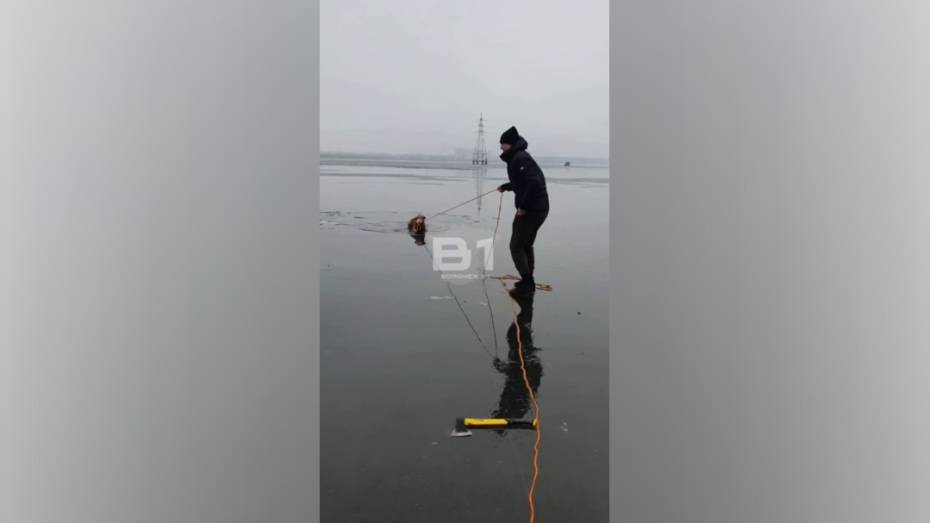 Воронежцы, рискуя жизнями, спасли тонущую собаку из водохранилища