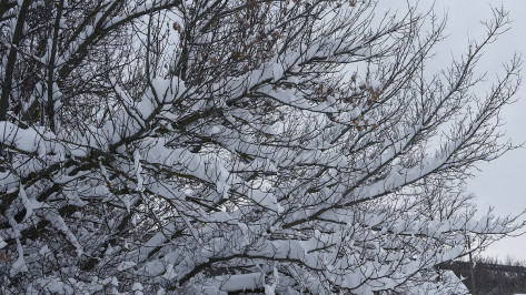 Мартовский снегопад в Воронежском заповеднике назвали самым сильным в XXI веке