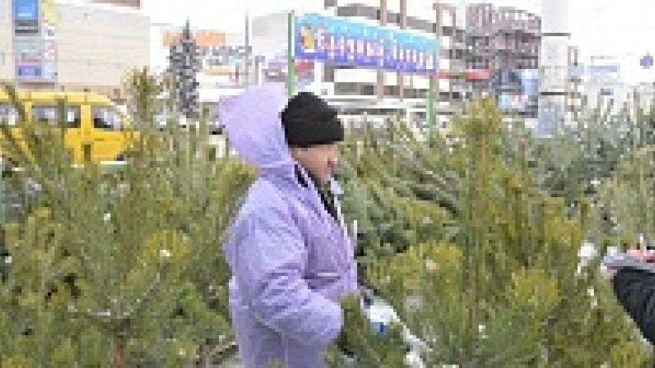 Воронежцы смогут купить новогодние елки с 19 декабря 