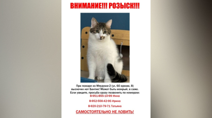 В Воронеже хозяева котокафе просят помочь найти сбежавших во время пожара кошек