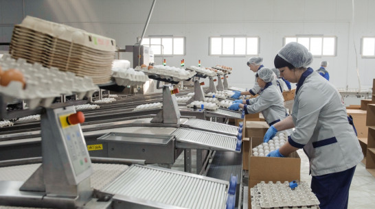 Поголовье кур на птицефабрике в Воронежской области вырастет до 700 тыс в 2018 году